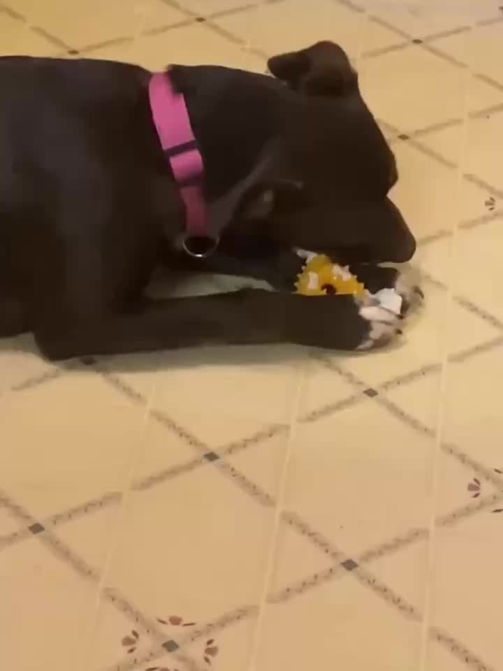 Durable Dog Chew Toy for Teeth Cleaning - Bite-Resistant Nylon Dental Stick with Interactive Puzzle Design, Ideal for Small to Medium Breeds, Promotes Healthy Chewing and Play, Dog Toys for Aggressive Chewers