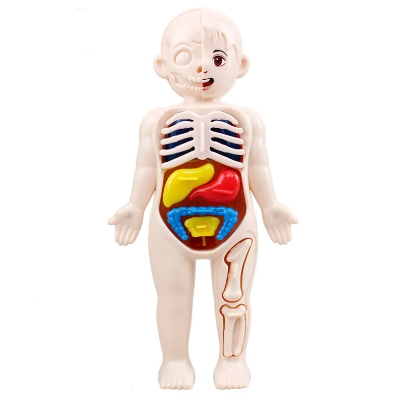 Montessori Toys Children Science Education Human Body Organ Anatomy Model DIY Assembled Medical Toys Teaching Tools Child Kids