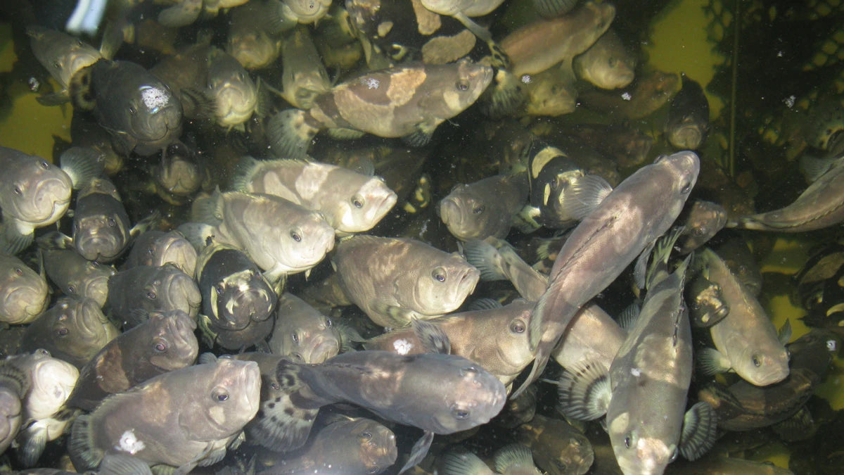 Automatic Smart Fish Feeder For Aquariums And Ponds New Condition Aquaculture Equipment For Farm Industries