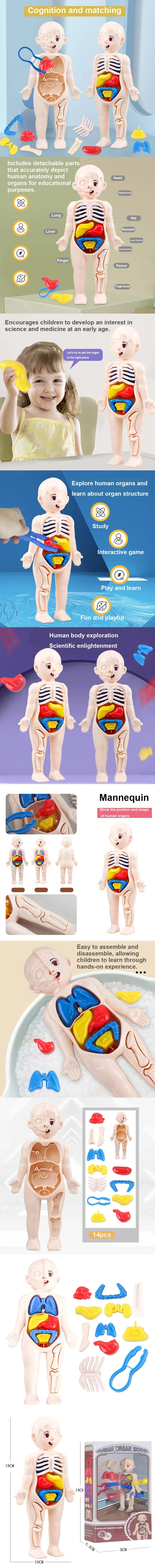 Montessori Toys Children Science Education Human Body Organ Anatomy Model DIY Assembled Medical Toys Teaching Tools Child Kids